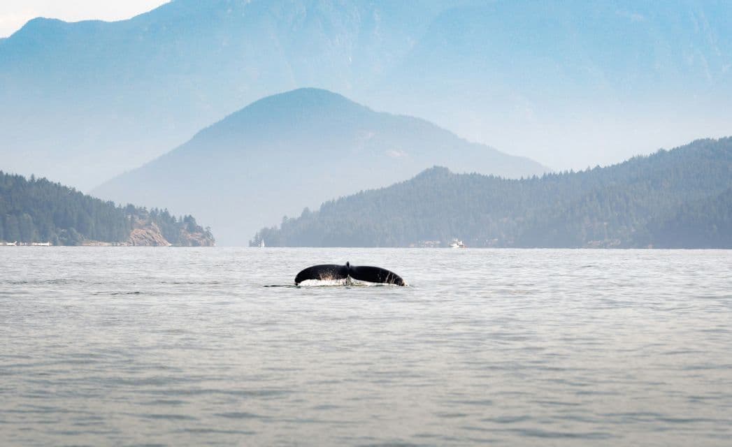 La pinna caudale di una balena si immerge nell'acqua, con uno sfondo di montagne nebbiose e ricoperte di alberi.