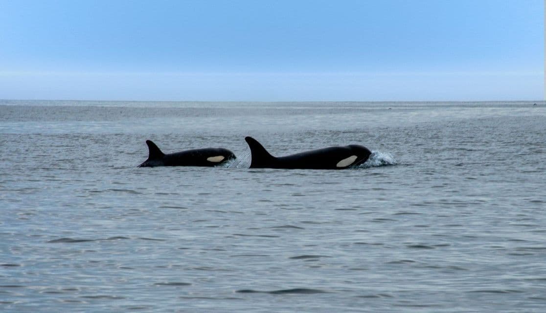Due orche, una adulta e un cucciolo, nuotano insieme sulla superficie dell'oceano sotto un cielo azzurro pallido.