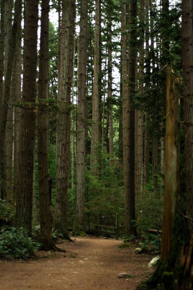 Un sentiero sterrato si snoda attraverso una fitta foresta di pini alti e dritti con sottobosco verde.