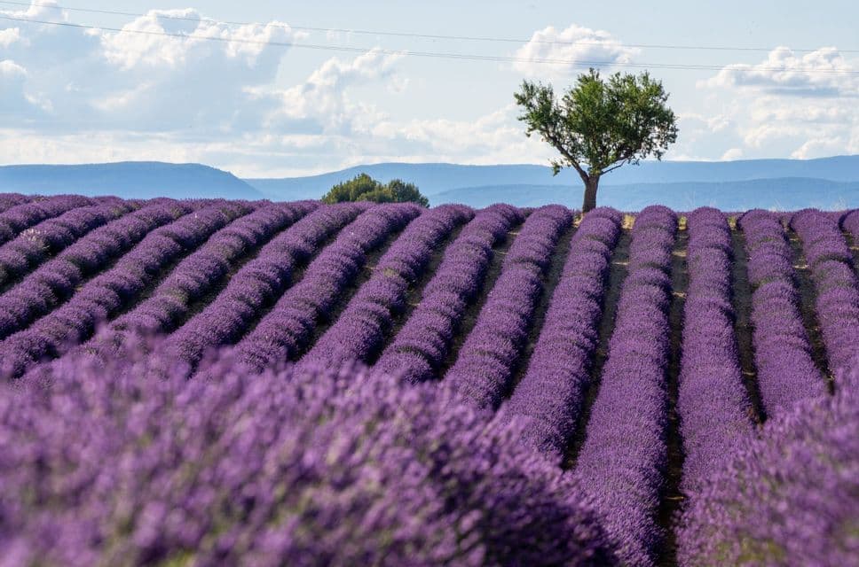 Rows of purple lavender cover a rolling field with a lone tree and distant mountains under a partly cloudy sky.