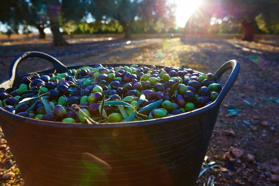 A close-up of a black basket filled with freshly harvested green and purple olives, sitting in an olive grove with the sun setting in the background.