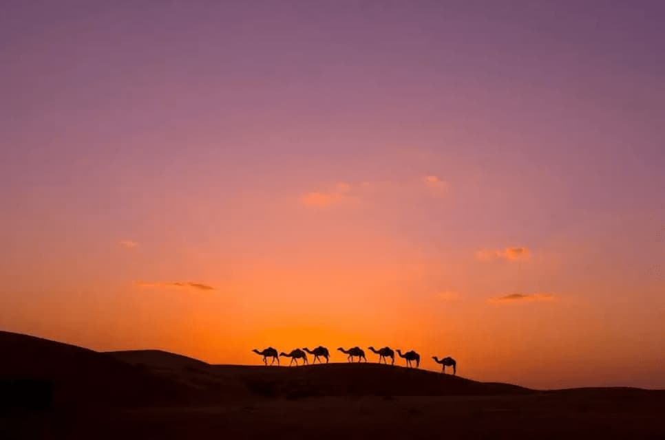 A silhouette of a camel caravan walking in a line across a sand dune against an orange and purple sunset sky.
