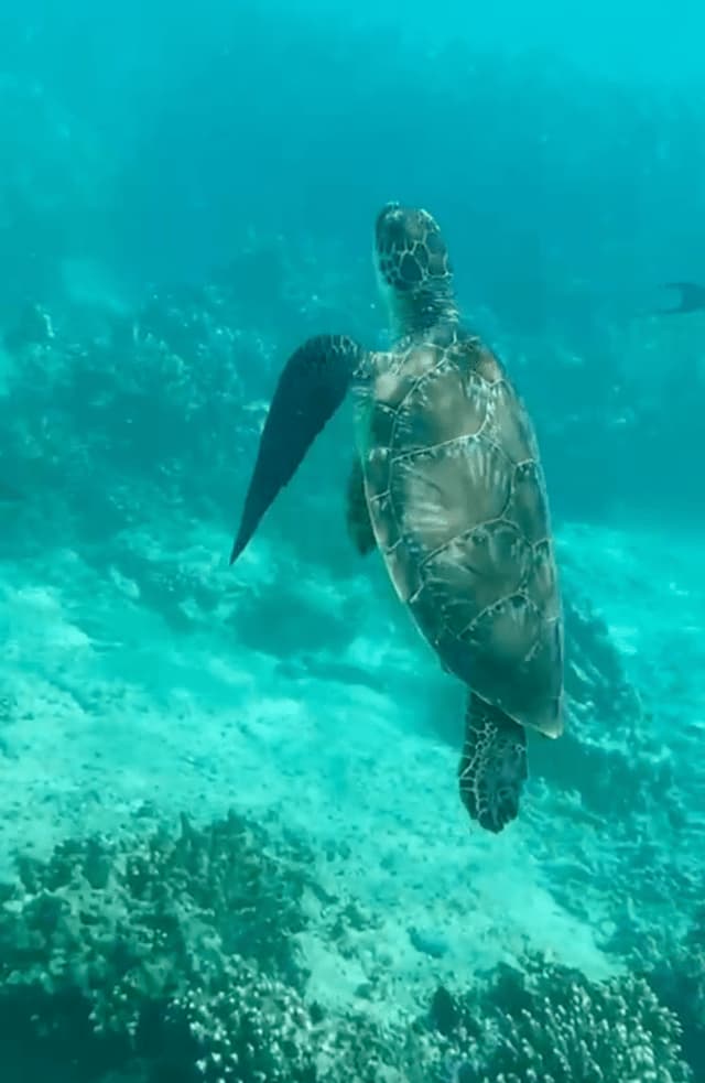 A large sea turtle swims through clear turquoise water over a coral reef, viewed from behind.