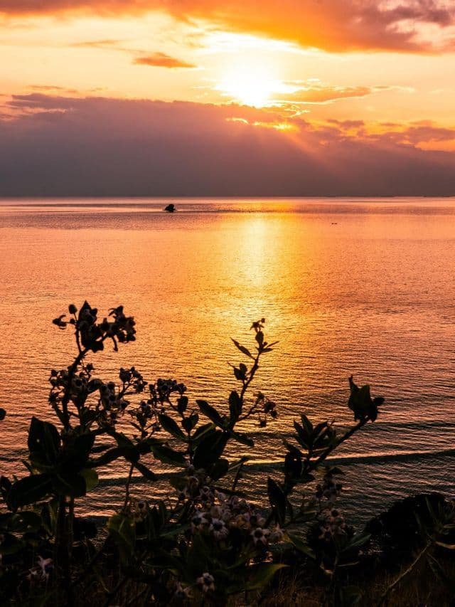 Piante in silhouette in primo piano si affacciano su un mare calmo che riflette un tramonto arancione, con raggi di sole che filtrano tra le nuvole.