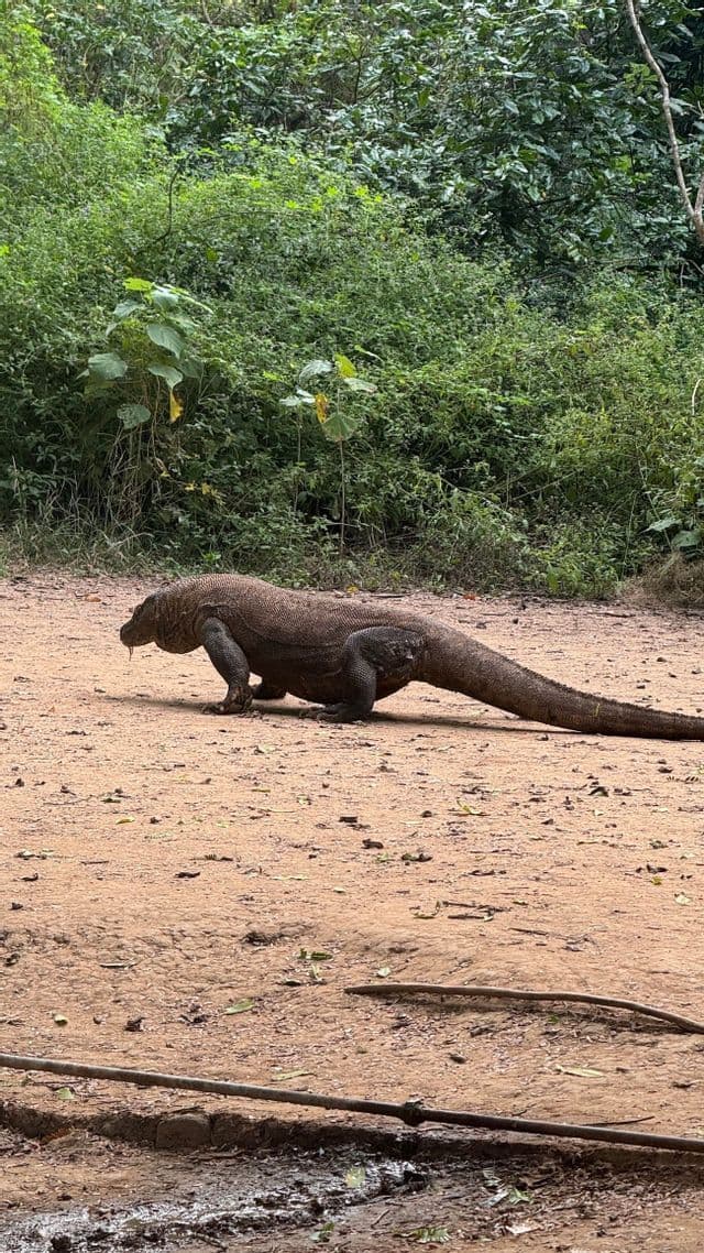 Un drago di Komodo cammina su un sentiero sterrato con una fitta giungla verde sullo sfondo.