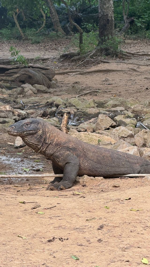 Un drago di Komodo giace su un terreno polveroso nel suo habitat naturale con rocce e alberi sullo sfondo.