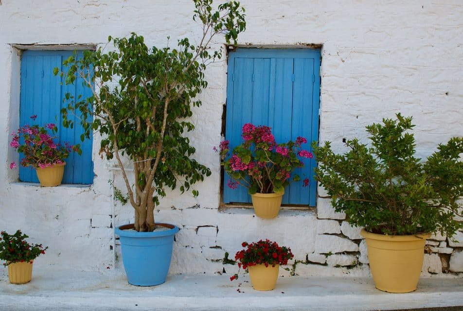 Fiori e piante colorati in vaso disposti davanti a un muro di pietra imbiancato con due persiane di legno blu chiuse.