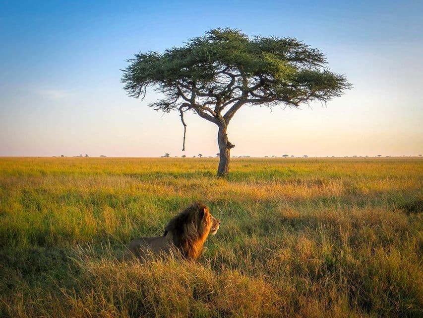 Ein männlicher Löwe mit dunkler Mähne sitzt im hohen, goldenen Gras einer Savanne neben einem einsamen Akazienbaum bei Sonnenuntergang.