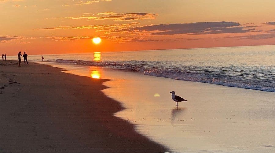 Un gabbiano si trova su una spiaggia in riva al mare durante un tramonto arancione, con sagome di persone in lontananza.