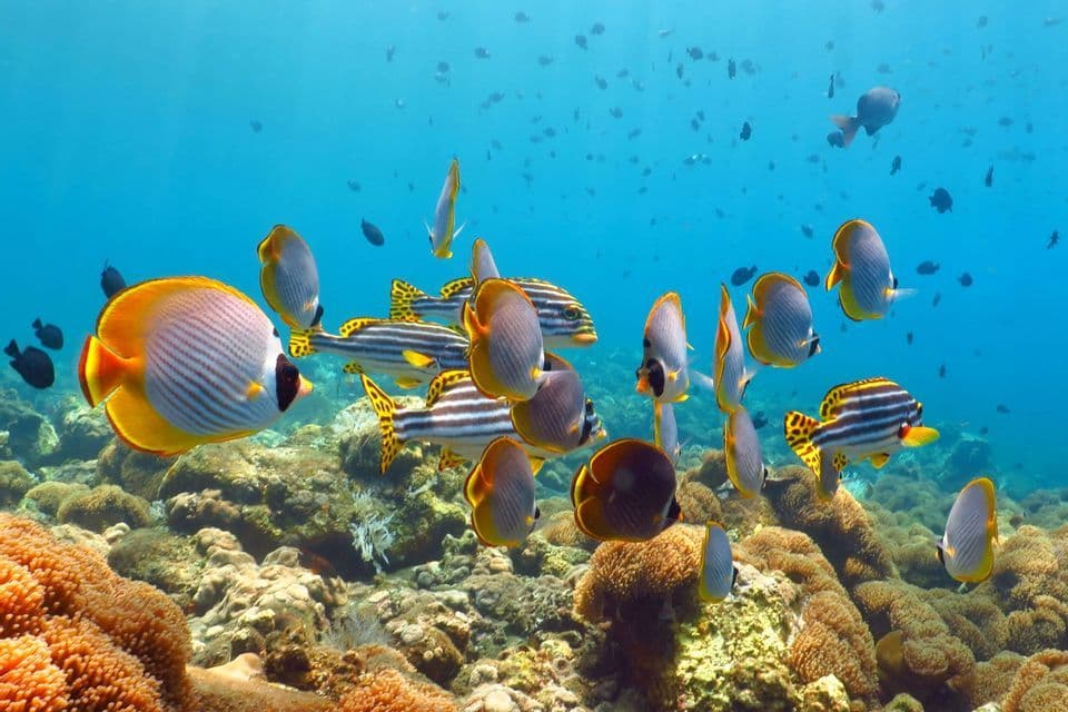 Un banc de poissons tropicaux colorés, dont des poissons-papillons et des gaterins, nage au-dessus d'un récif corallien éclatant dans des eaux bleues et limpides.