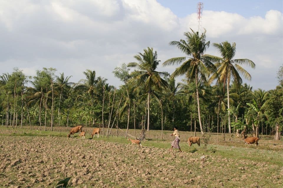 Ein Bauer geht mit einer Herde Kühe durch ein gepflügtes Feld, mit einem dichten Palmenwald im Hintergrund.