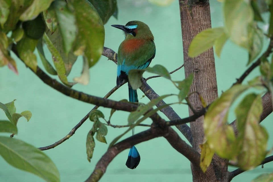 Un colorato uccello motmot dal piumaggio verde, blu e arancione è appollaiato su un ramo d'albero tra le foglie.