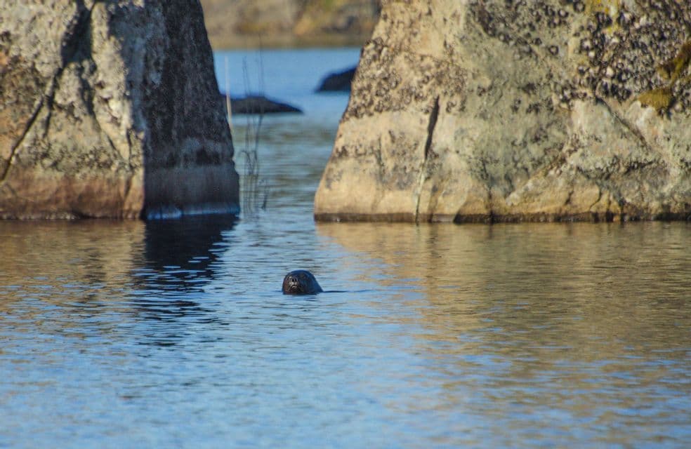 Eine Robbe streckt ihren Kopf aus dem ruhigen Wasser, zwischen zwei großen Felsformationen positioniert.