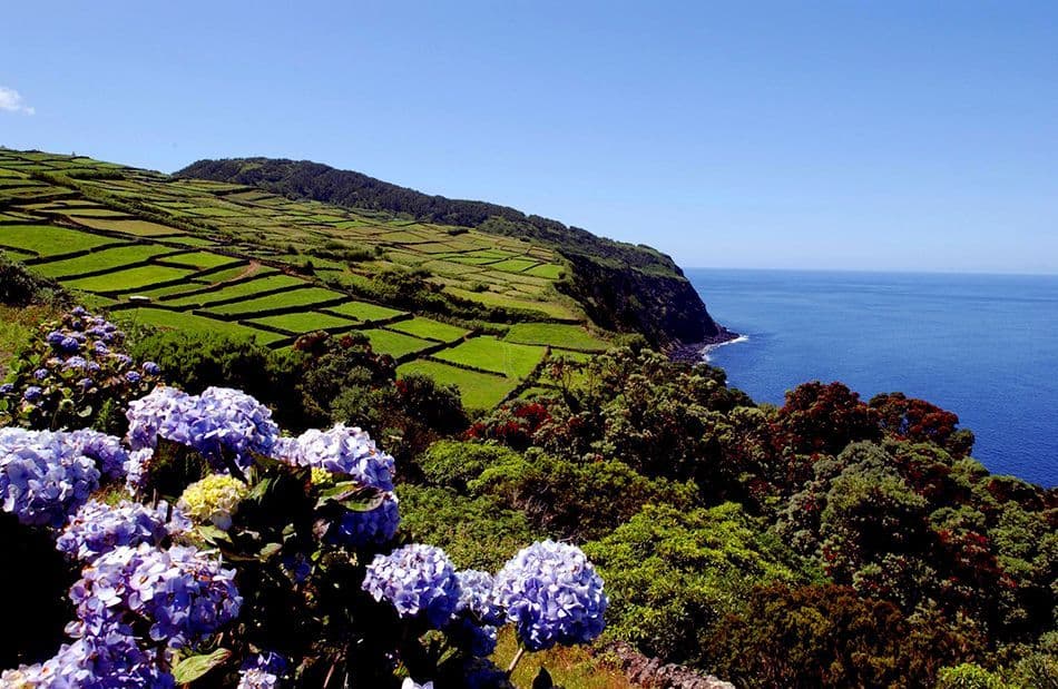Ortensie viola in primo piano si affacciano su un paesaggio costiero di campi verdi terrazzati e l'oceano blu.