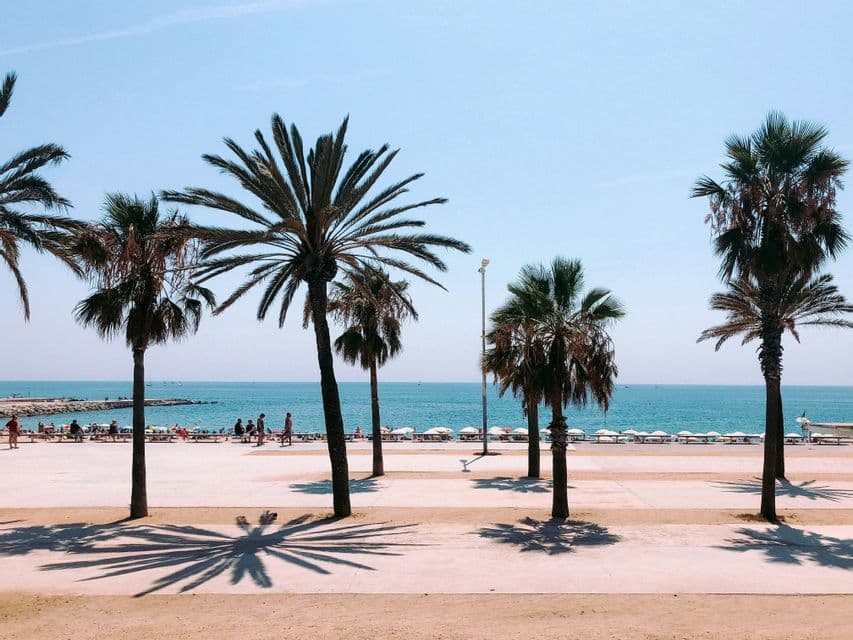 Several palm trees cast shadows on a wide promenade next to a sandy beach with a calm blue sea under a clear sky.