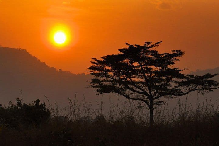 Un albero si staglia contro un tramonto arancione con montagne sfocate sullo sfondo.