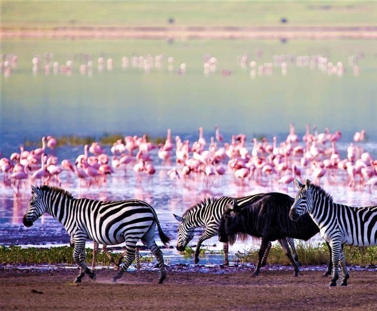 Zwei Zebras und ein Gnu gehen am schlammigen Ufer eines Sees entlang, dahinter steht eine große Herde rosafarbener Flamingos im Wasser.