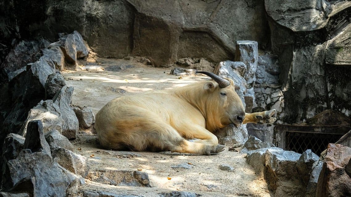 Ein goldenes Takin mit schwarzen Hörnern ruht seinen Kopf auf einem Felsen in einem steinigen Gehege.