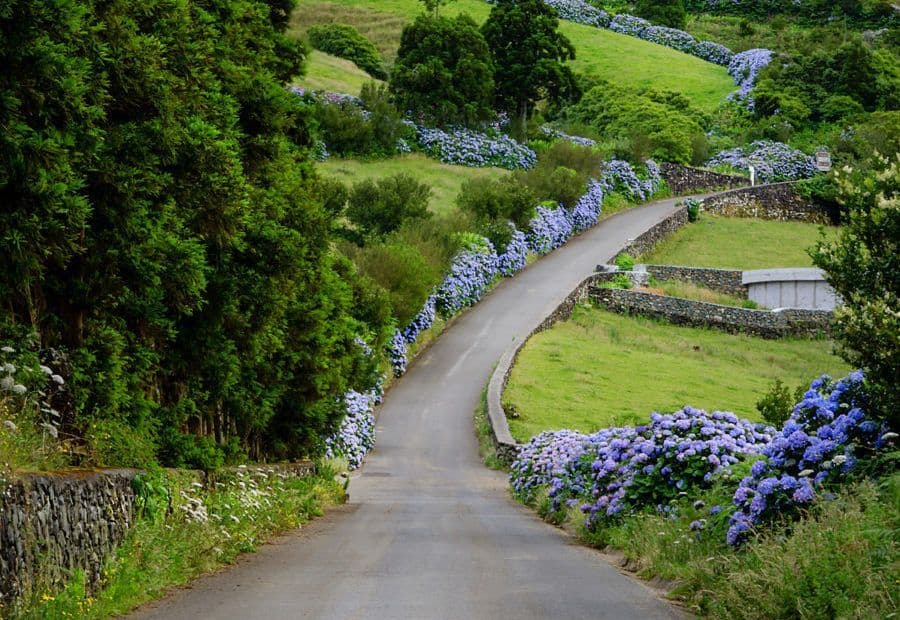 Una stretta strada pavimentata si snoda attraverso un paesaggio verde lussureggiante, costeggiata da ortensie blu in fiore e bassi muretti in pietra.