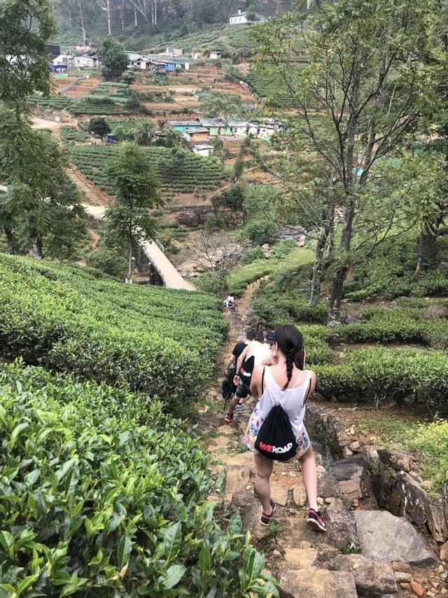 A WeRoad group trip walks down a stone path through terraced tea plantations on a lush green hillside.