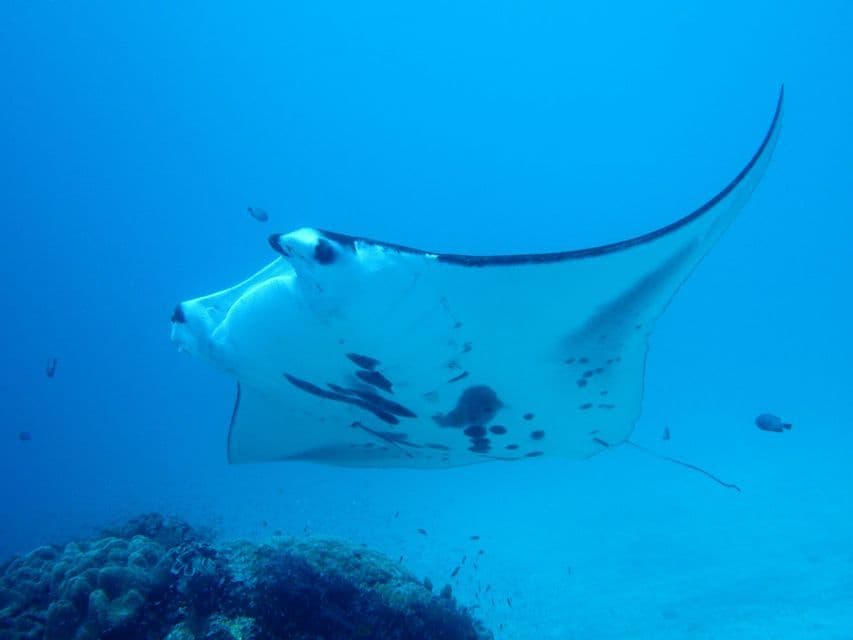 Una grande manta con il ventre bianco e macchie nere nuota con grazia sopra una barriera corallina in acque blu profonde.