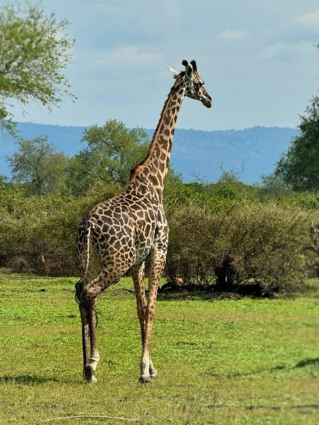 Una giraffa vista da dietro si erge in una savana erbosa con alberi e montagne in lontananza.
