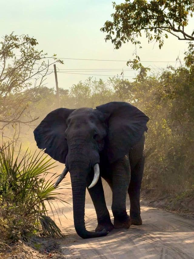 Un grande elefante africano con zanne bianche si erge su una strada sterrata e polverosa, circondato da alberi verdi e cespugli.