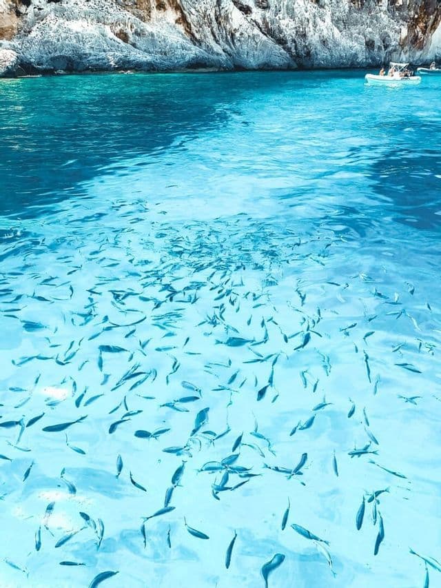 Ein großer Fischschwarm schwimmt in kristallklarem, türkisfarbenem Wasser neben einer weißen Felsklippe.