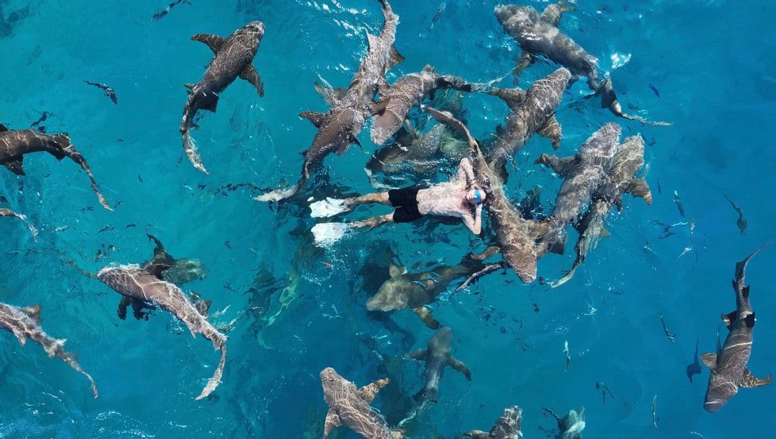 Vista aerea di un uomo con pinne che galleggia sulla schiena in acque cristalline color turchese, circondato da numerosi squali.