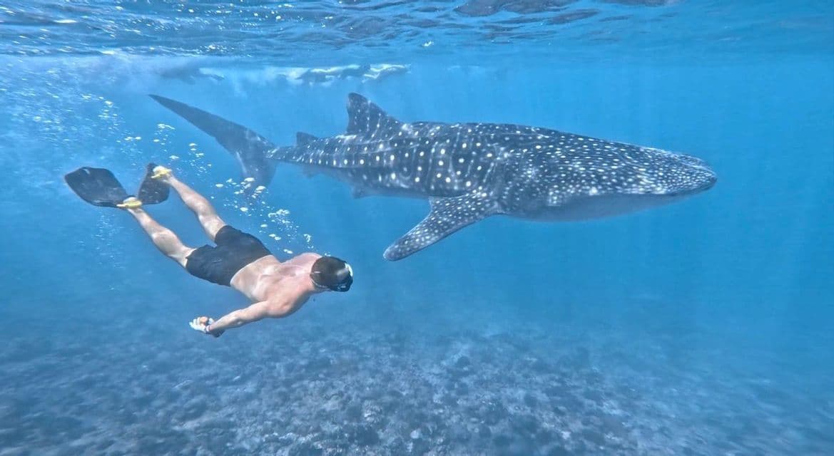 Un uomo con maschera e pinne nuota sott'acqua accanto a un grande squalo balena.