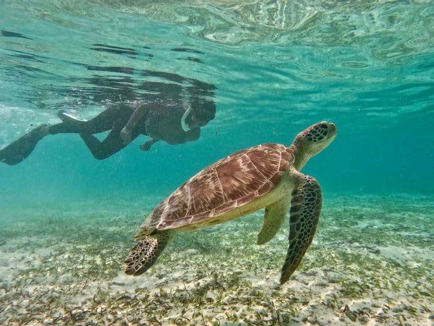 Una tartaruga marina nuota in acque cristalline turchesi mentre una persona con attrezzatura da snorkeling nuota sullo sfondo.