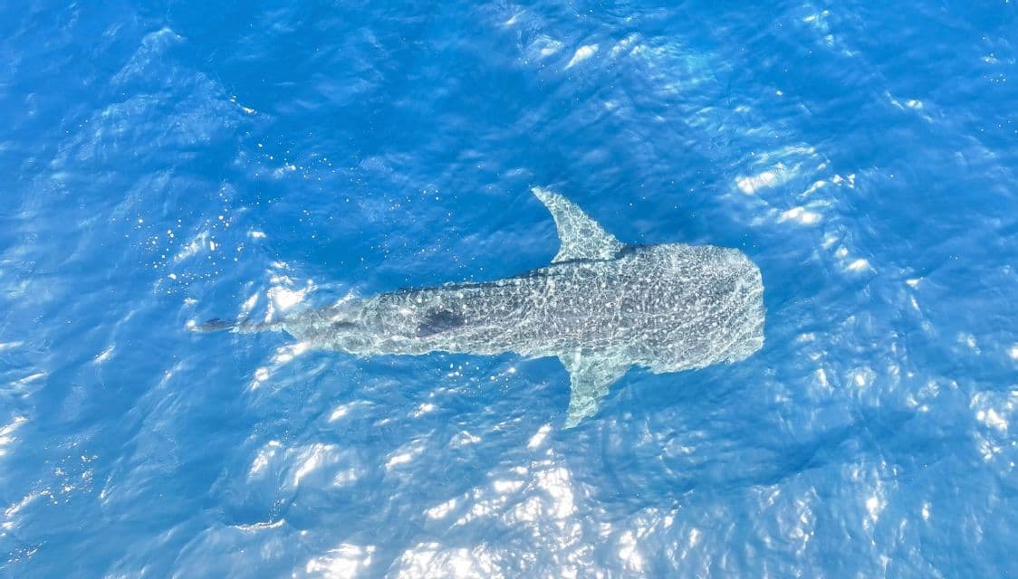 Una vista aerea di un grande squalo balena che nuota appena sotto la superficie dell'oceano azzurro e soleggiato.