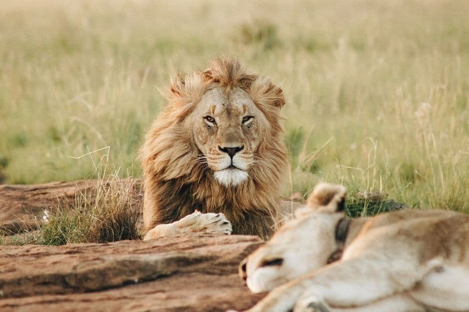 A male lion with a full mane rests behind a rock, looking into the camera, with a lioness lying in the foreground out of focus.