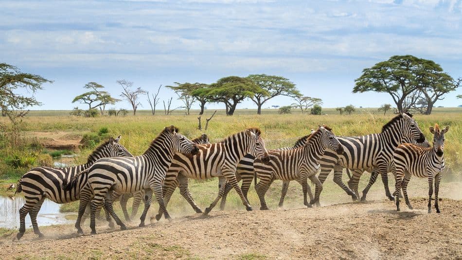 A herd of zebras walks in a line across a dusty path in the savanna, with acacia trees in the background.