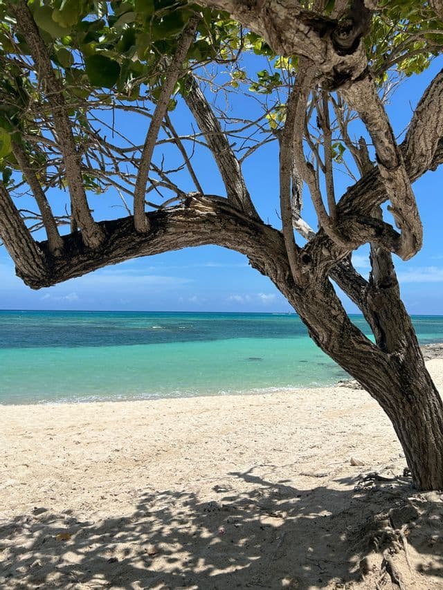 Un árbol nudoso con corteza texturizada enmarca una vista de una playa de arena blanca con aguas tranquilas de color turquesa bajo un cielo azul claro.