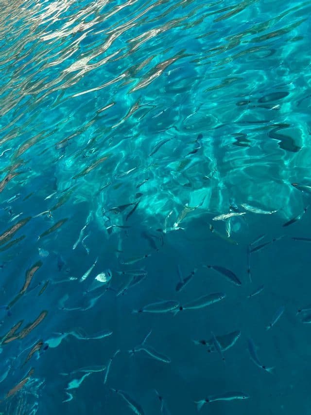 Un banc de petits poissons nageant dans une eau turquoise claire avec la lumière du soleil créant des motifs à la surface.