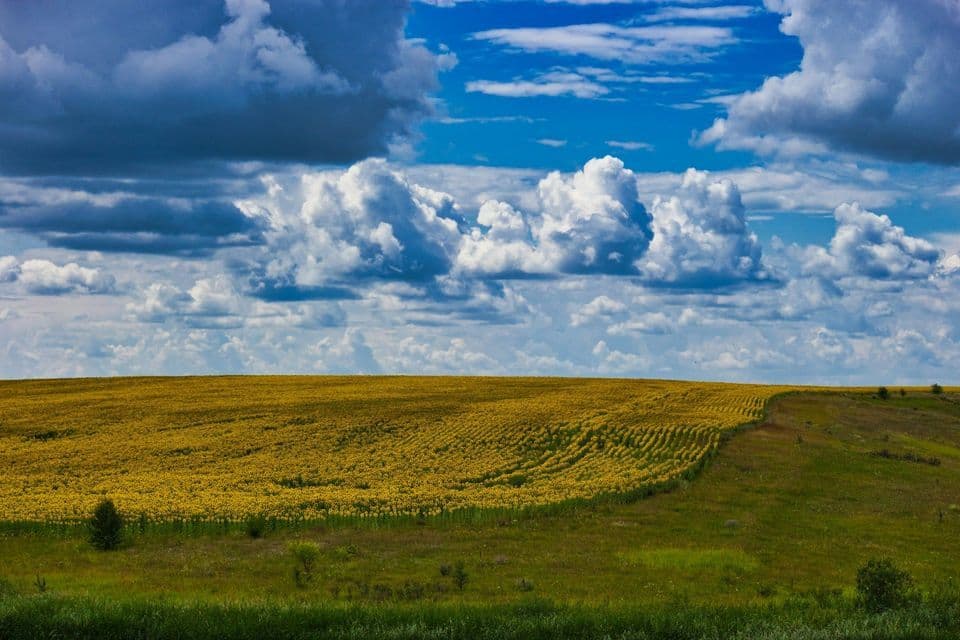 Un vasto campo di girasoli gialli su una collina ondulata sotto un cielo blu pieno di nuvole bianche e grigie.