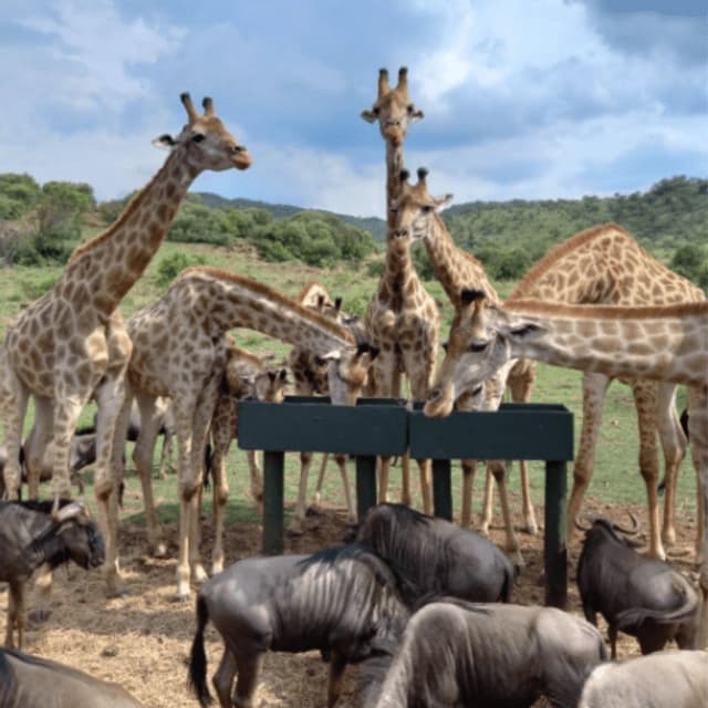 Un troupeau de girafes et de gnous se rassemble pour manger dans une grande mangeoire dans une zone herbeuse et ouverte avec des collines en arrière-plan.