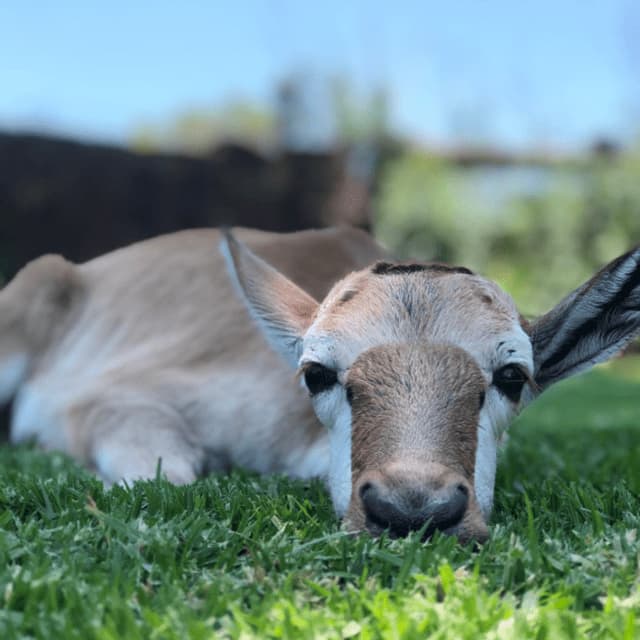 Un jeune faon d'antilope repose sa tête sur l'herbe verte, regardant directement l'appareil photo.
