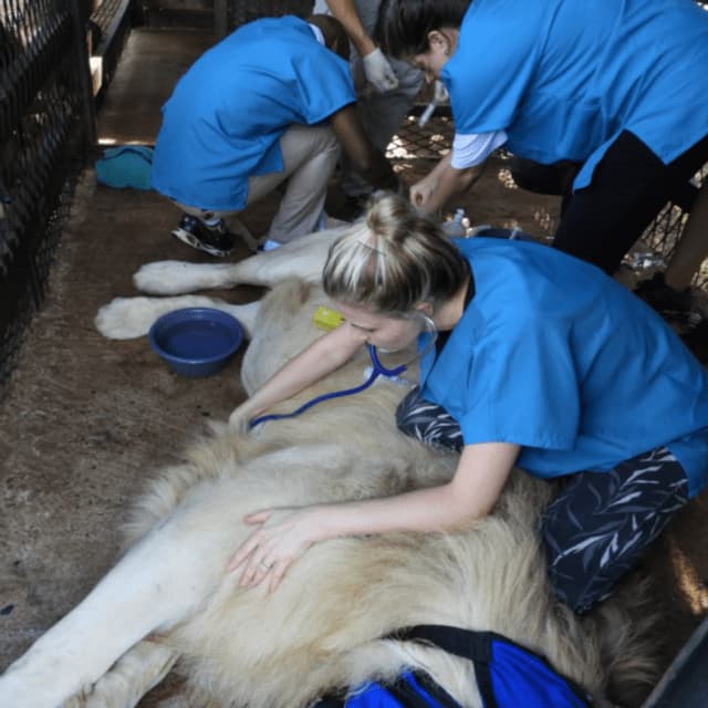 Un groupe de personnes en blouses bleues, probablement des vétérinaires, examinent un grand lion sédaté allongé sur le sol.