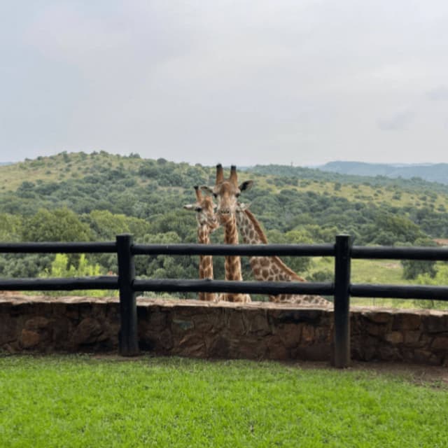 Deux girafes se tiennent derrière un mur de pierre et une clôture sombre, avec en arrière-plan des collines verdoyantes sous un ciel couvert.