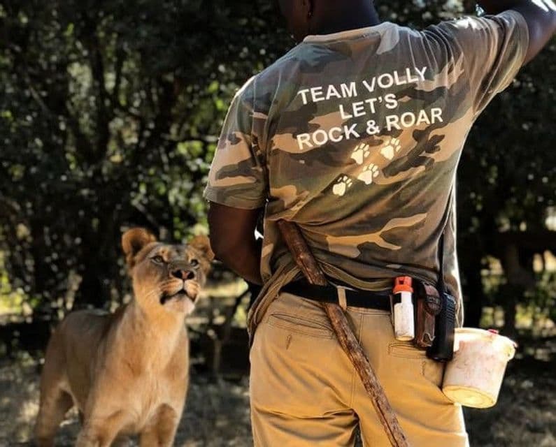 Un ranger, vu de dos et portant une chemise de camouflage, se tient près d'une lionne qui lève la tête.