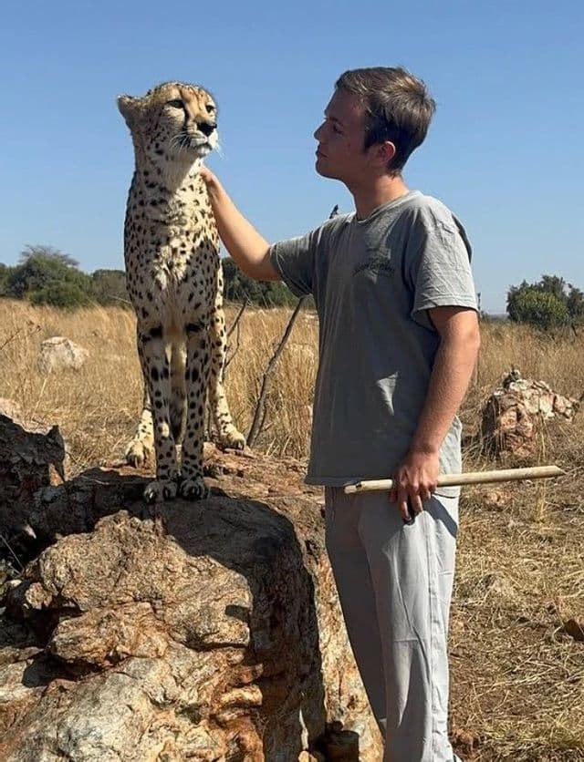 Un jeune homme caresse doucement un guépard assis sur un rocher dans une savane ensoleillée et herbeuse.