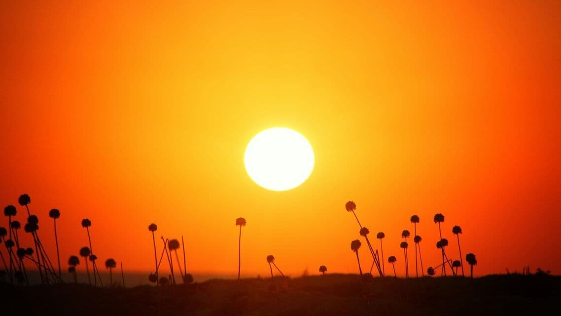 Sagome di fiori selvatici su una collina contro un cielo arancione vibrante con il sole che tramonta.
