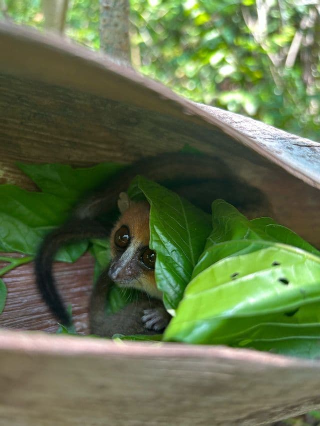 Un piccolo microcebo con grandi occhi scuri fa capolino da dietro foglie verdi vivaci all'interno di un pezzo di legno cavo.