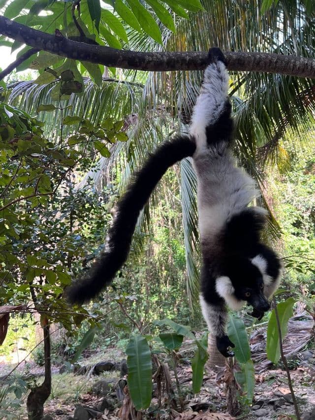 Un lemure bianco e nero con una lunga coda folta appeso a testa in giù da un ramo d'albero nella giungla.