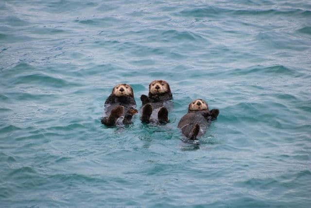 Three sea otters float on their backs side-by-side in the calm blue water, looking towards the camera.