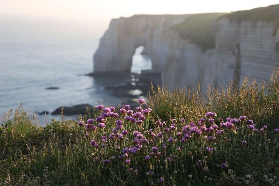 Purple wildflowers and tall grass on a clifftop overlooking a calm sea and a white cliff with a natural arch in the hazy background.