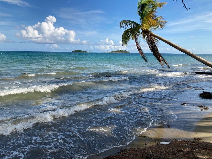 A single palm tree leans over a tropical sea as waves wash onto the shore, with small islands on the horizon under a blue sky.
