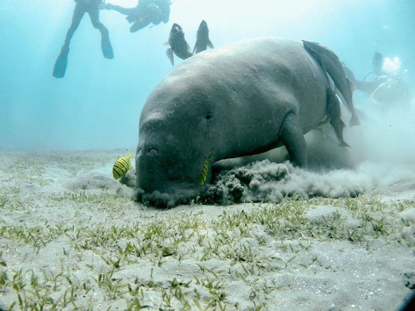 A large dugong grazes on seagrass on the sandy seabed, as scuba divers and small fish swim nearby.
